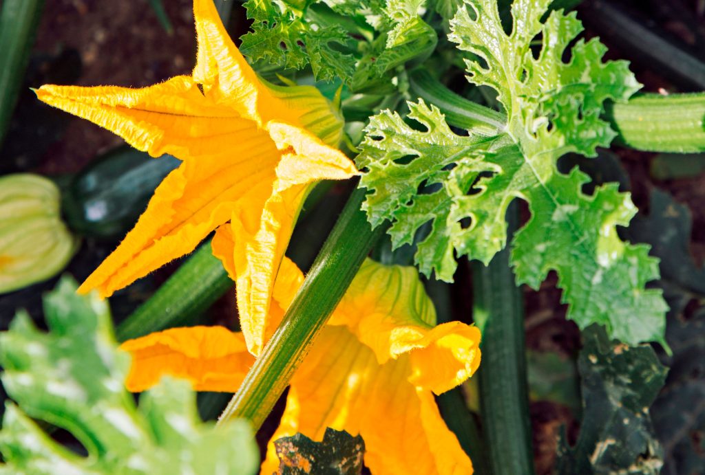 Squash blossoms growing on a plant in a garden