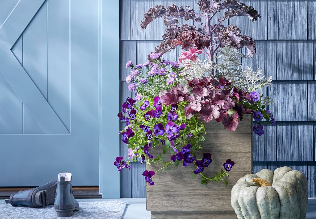 Purple container plants with a pumpkin