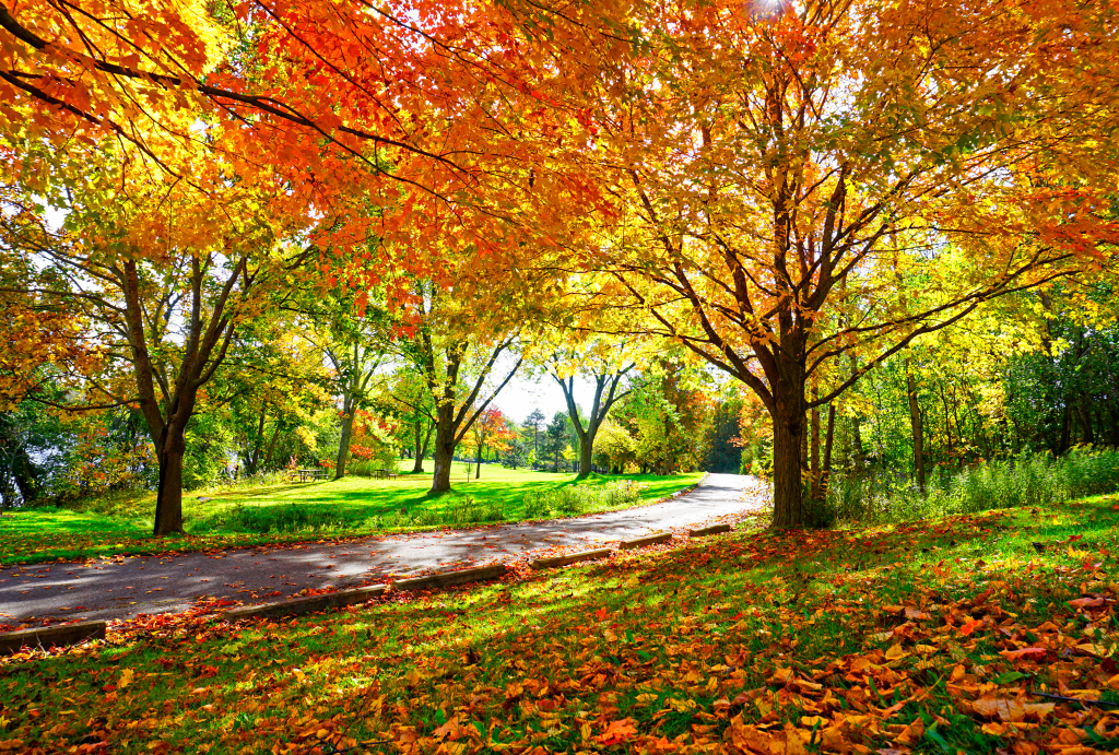 A treelined path surrounded by falling autumn leaves