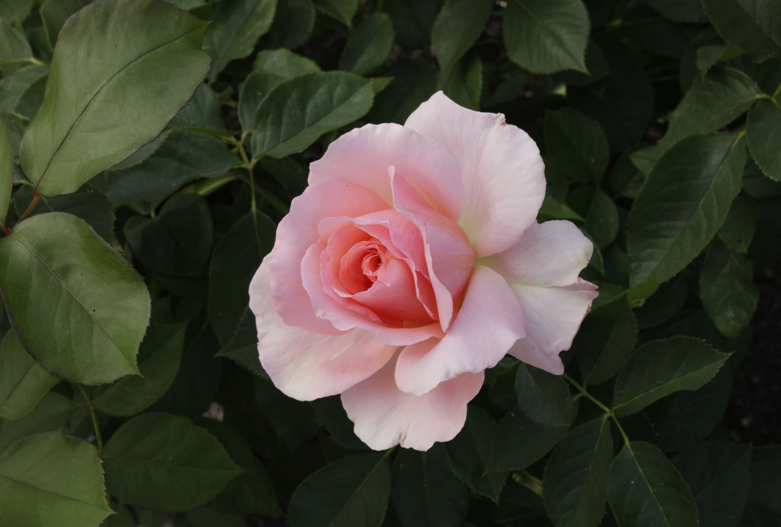 The Jane Goodall Rose Celebrates Her Legacy with a Message of Optimism