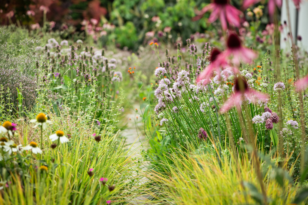A pathway winding through a dense field of wildflowers and grasses in a natural setting
