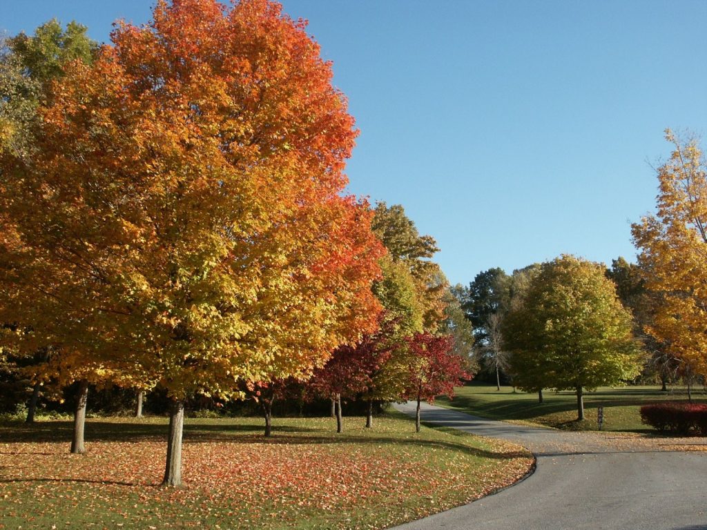 fall_yard_trees.jpg