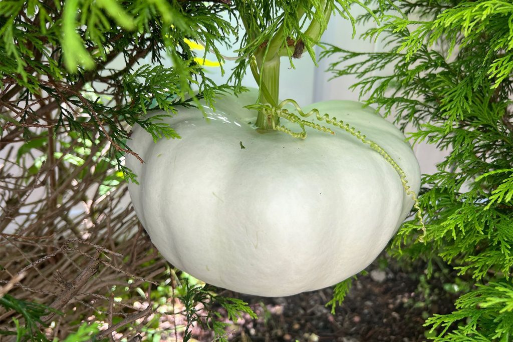 A white pumpkin hanging from a branch surrounded by green foliage