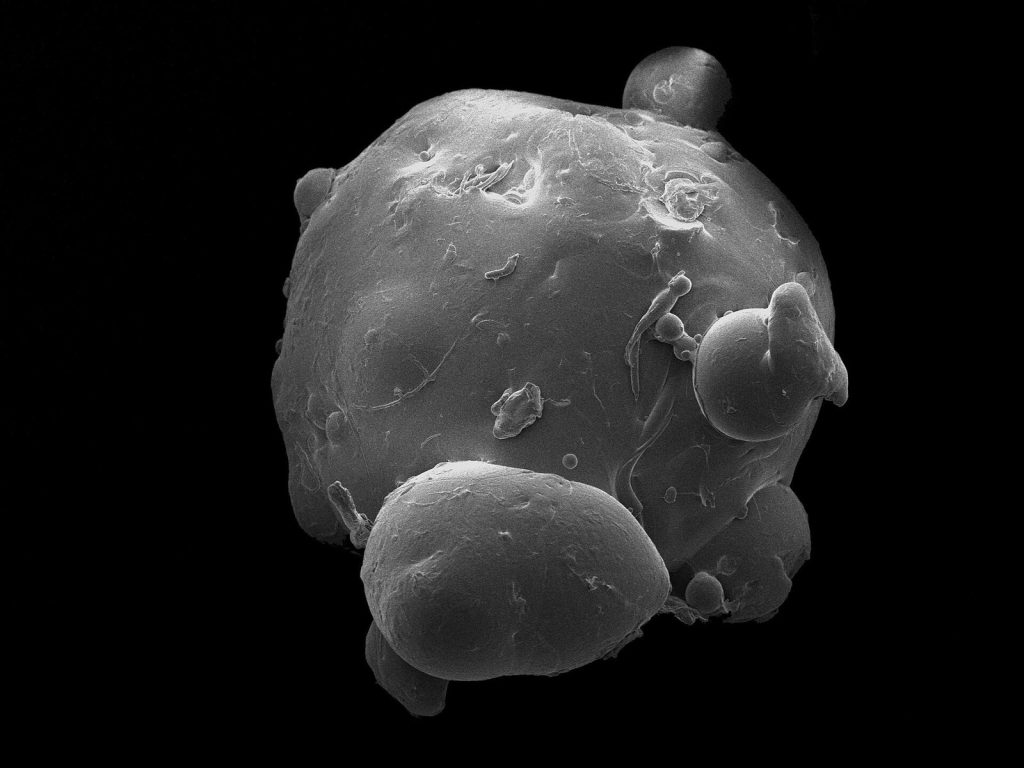 Grayscale microscopic specimen with a rounded textured body and multiple bulbous protrusions